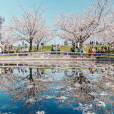 【さくら広場】505本のソメイヨシノ。安藤忠雄氏が設計した、桜を体感するための広場。